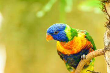 Parrot coconut lorikeet on a summer sunny day in the park.