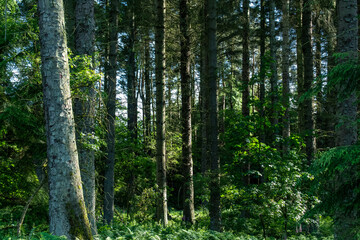 Fototapeta premium Beams of light falling through deep pine forest and fern plantation