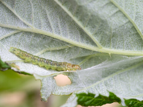 Caterpillar of Tortrix moth feeding on my raspberry plant. Macro.
