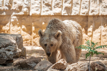 Fototapeta premium Syrian brown bear is walking on the stones. Summer day at the zoo.