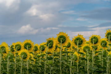 Agricultural field with yellow sunflowers against the sky with clouds.