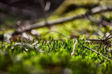 Moos sprießt im Frühling auf dem Waldboden, Sonnenlicht scheint auf die einzelnen Mooshalme, Nahaufnahme
