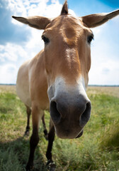 Naklejka na ściany i meble cheerful horse close-up head. Funny donkey. funny animal with a big muzzle. High quality photo