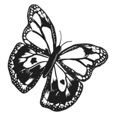 Butterfly beautiful in monochrome style isolated on white background. Hand drawn illustration design element.