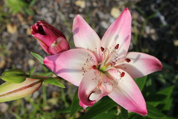 Garden flowers - floral paradise