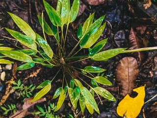 tropical fern leaf