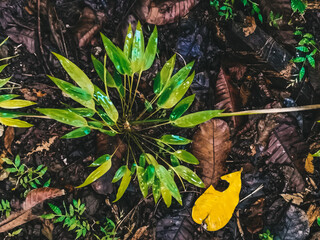 autumn leaves in the forest