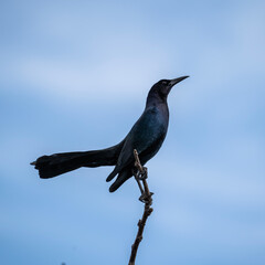 Crow on a Branch