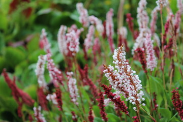 Garden flowers - floral paradise