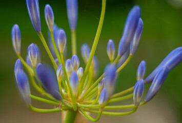 Blue Lily of the Nile, Agapanthus
