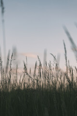 Fototapeta premium Hoches Gras und Wiese im Wald