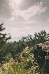 Gelbe Blume wächst auf einem Felsen im Wald mit aussicht