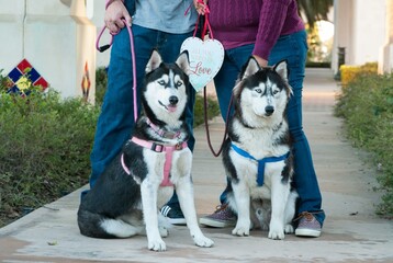 2 huskies standing side by side with a couple standing behind them holding their leashes and a heart sign.