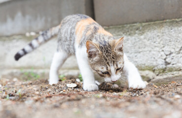 Small gray and white kitten burying its excrements outdoors. Feline cleanliness. A cat sniffing and touching the ground with its paw.