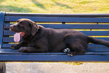 A Labrador dog is lying on a bench in the park. The wool is chocolate-colored.