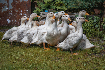 Obraz premium White domestic ducks walk on the green grass in the countryside on a sunny day. White ducks in a rural yard.