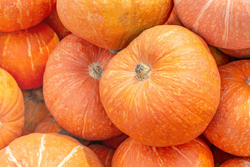 Ripe big orange pumpkins close-up. A traditional vegetable for Thanksgiving or for making Jack's lantern for Halloween. Organic farm product for sale. Beautiful autumn background or wallpaper.