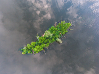 green moss on the rock