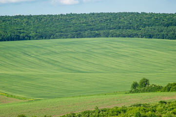 Fototapeta na wymiar Beautiful summer landscape, green field on a sunny day