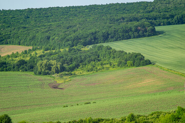 Fototapeta na wymiar Beautiful summer landscape, green field on a sunny day