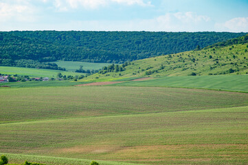 Fototapeta premium Beautiful summer landscape, green field on a sunny day