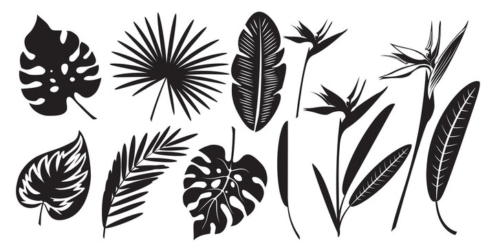 Set of silhouettes of exotic tropical leaves of monstera, palm, banana and strelitzia flower.