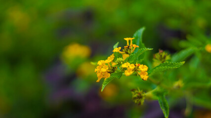 Florecitas amarillas color intenso con verdes hojas y fondo desenfocado del mismo tono.
