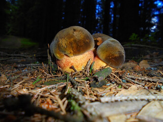 Several small mushrooms in the dark forest | Evening mushroom detail scene | Three cute bolete growing on the podsol covered by needles of coniferous trees