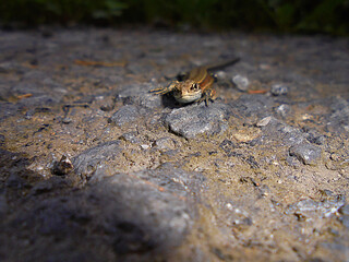 Lizard portrait | Front view of reptile on rocky road | Brown animal scene