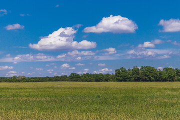 Summer rural landscape with green fields and sparsely wooded areas. Beautiful landscape with a field and green trees under a blue sky with white cumulus clouds in the countryside on a sunny day.