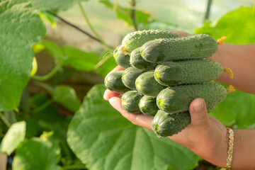 a woman's hand holds a lot of cucumbers against the background of cucumber leaves. These cucumbers are grown in a greenhouse