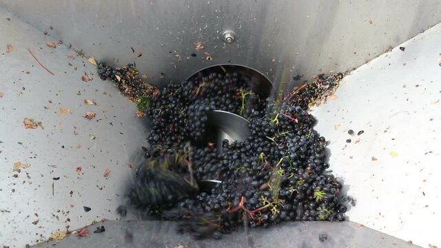 Grape Harvest Wine Making Okanagan Valley British Columbia