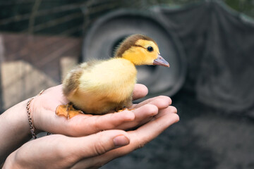 A small yellow duckling in the palms of a woman on a sunny summer day.