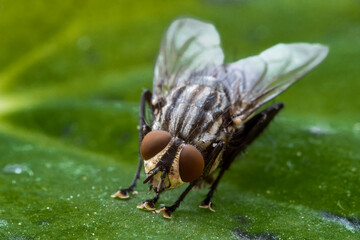 Housefly (Musca Domestica) sitting on a green leaf, macro shot