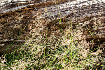 Summer sunny tranquility forest landscape with dry wild grass panicles in natural style. Herbs in a sunny haze close-up.