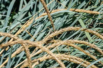 Natural background in soft colors with leaves and grass panicles close-up in bright sunlight. Warm summer landscape with ears and grasses.