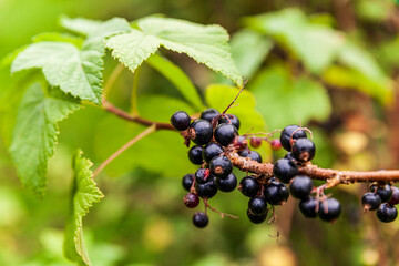Branch of ripe blackcurrant berries hanging on the bush at organic farm.