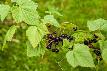 Branch of ripe blackcurrant berries hanging on the bush at organic farm.