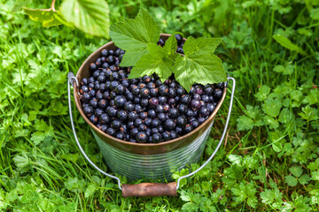 Blackcurrant berries in a metal bucket at organic farm