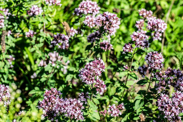 Blooming grass Thyme close-up in green grass. Summer floral background with wildflowers and herbs in sunlight.