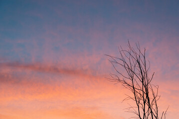 Naklejka premium Dawn is bright pink and dry tree (branches).