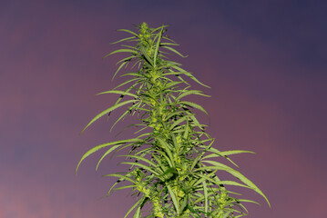 Hemp bush in the early morning.