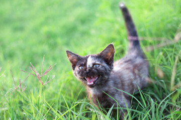 A small black funny kitten with a stripe on its face meows, opening its mouth. Walking in the summer on the green grass.