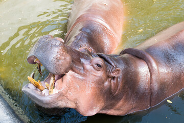 Hippopotamus while open mount in a pond