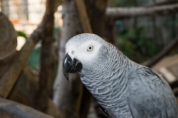 Grey parrot as s the Congo grey parrot, Congo African grey parrot, is an Old World parrot in the family Psittacidae.