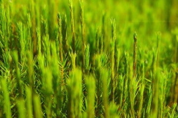 Hair moss polytrichum, hair moss