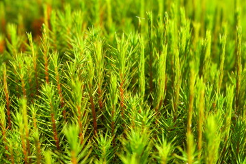Fototapeta premium Hair moss polytrichum, hair moss