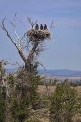 Three, young bald eagles are standing upright in their treetop nest at  Seedskadee National Wildlife Refuge in Wyoming, United States