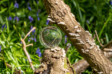 Crystal Photo Lens Magnifying Glass Spherical Ball showing an inverted upside-down image of woodland trees branches and Bluebells for macro environmental photography effect
