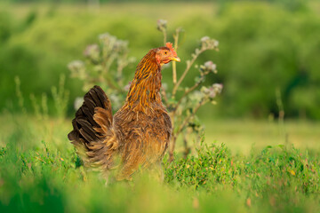 surprised chicken walks on the green lawn